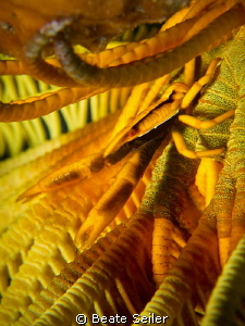 Yellow crinoid by Beate Seiler 